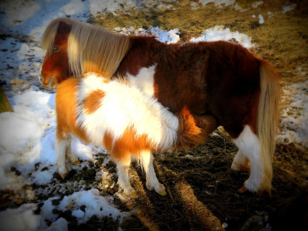 Casa Rural Urruska Elizondo Kültér fotó